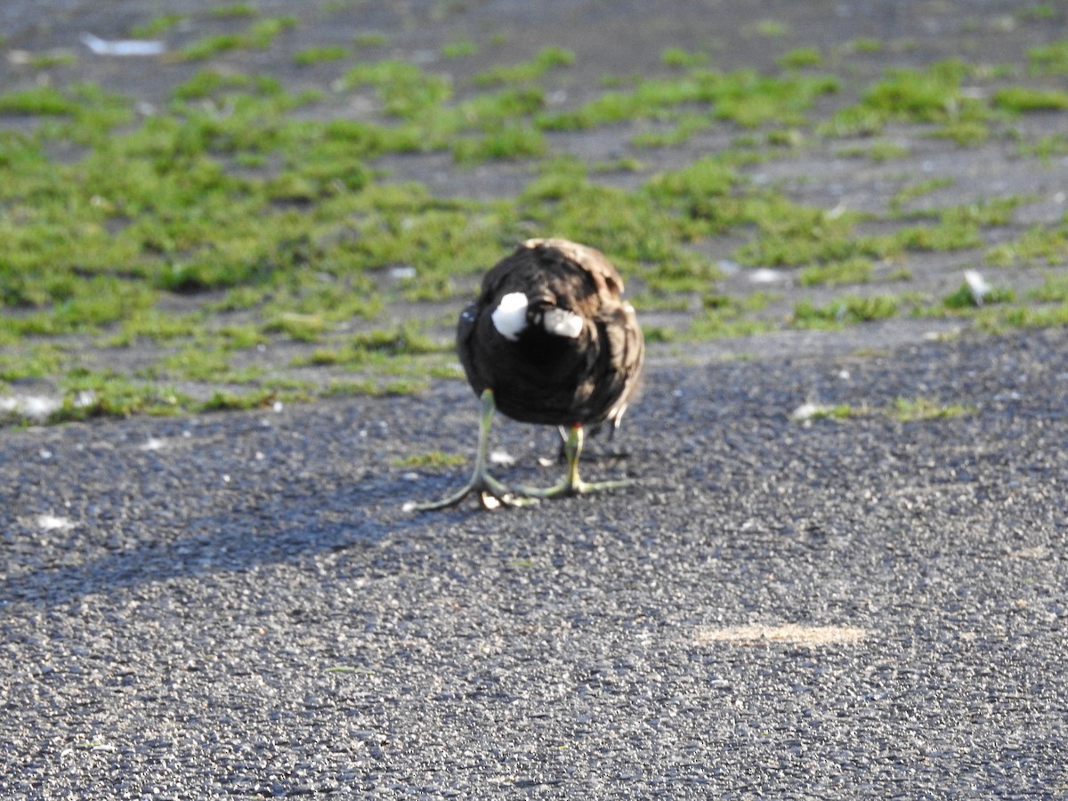 Eurasian Moorhen - ML624226924