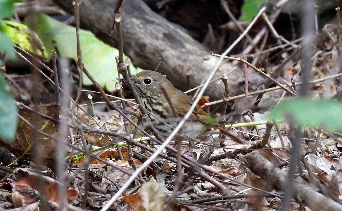 Hermit Thrush - ML624226925