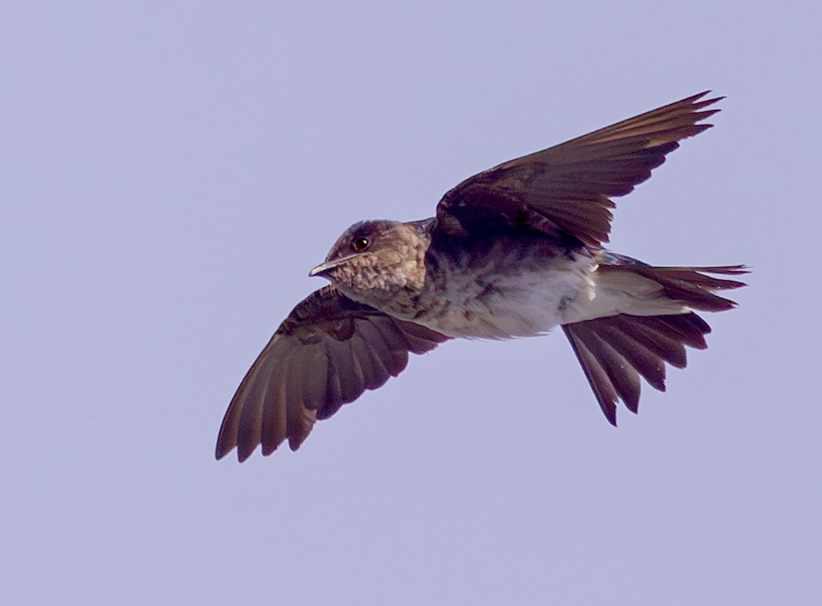 Gray-breasted Martin - ML624226932