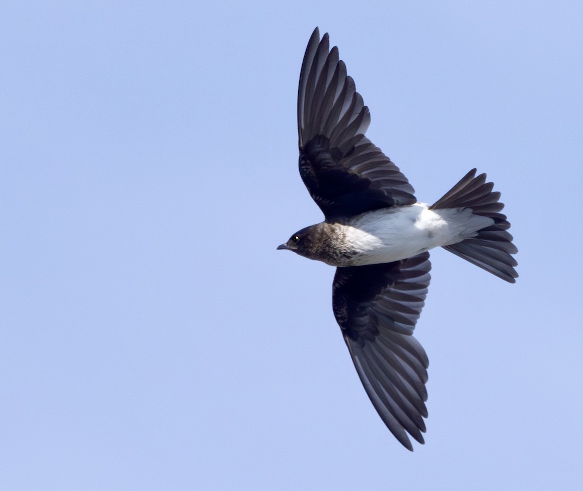 Gray-breasted Martin - ML624226934