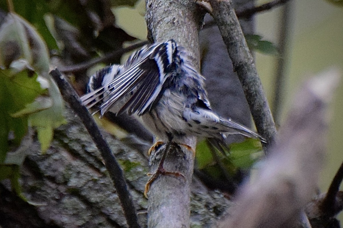 Black-and-white Warbler - ML624226936