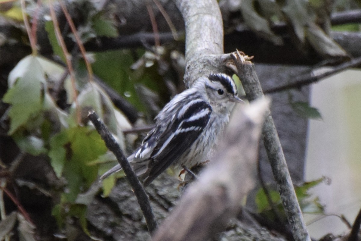 Black-and-white Warbler - ML624226937