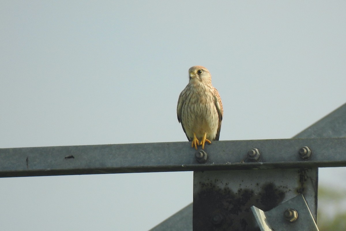 Eurasian Kestrel - ML624226939