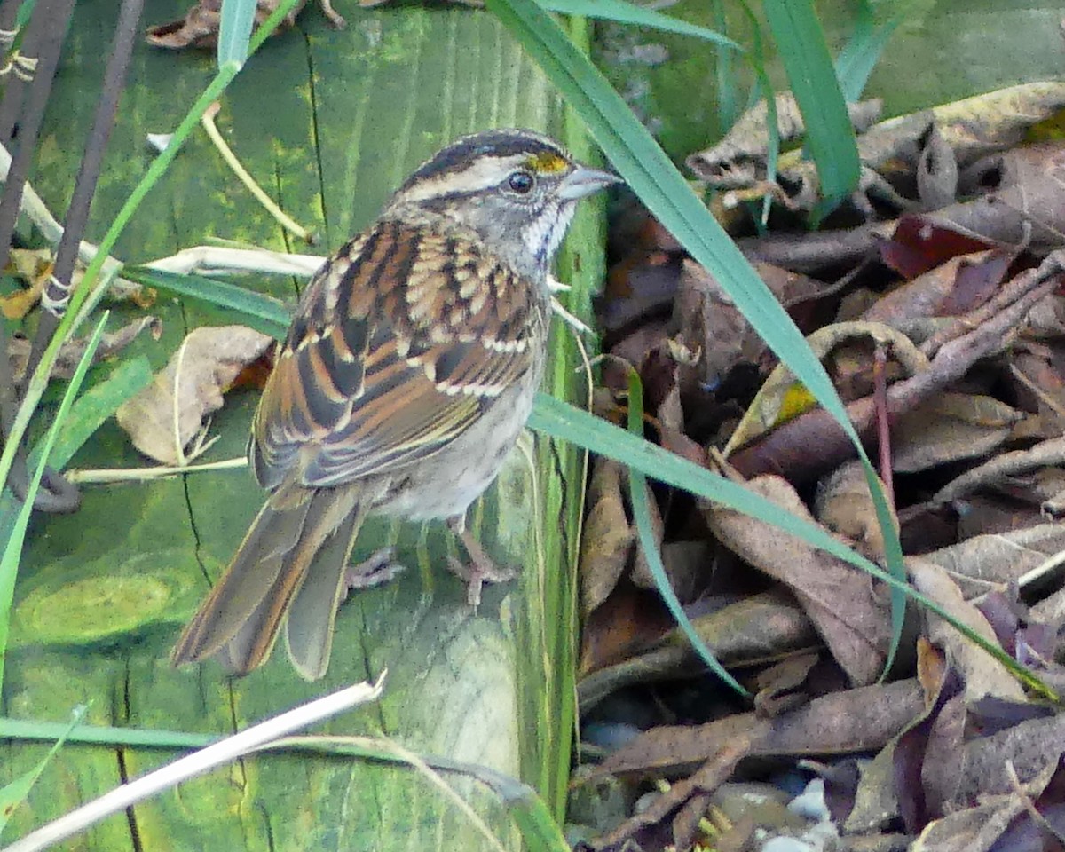 White-throated Sparrow - ML624226940