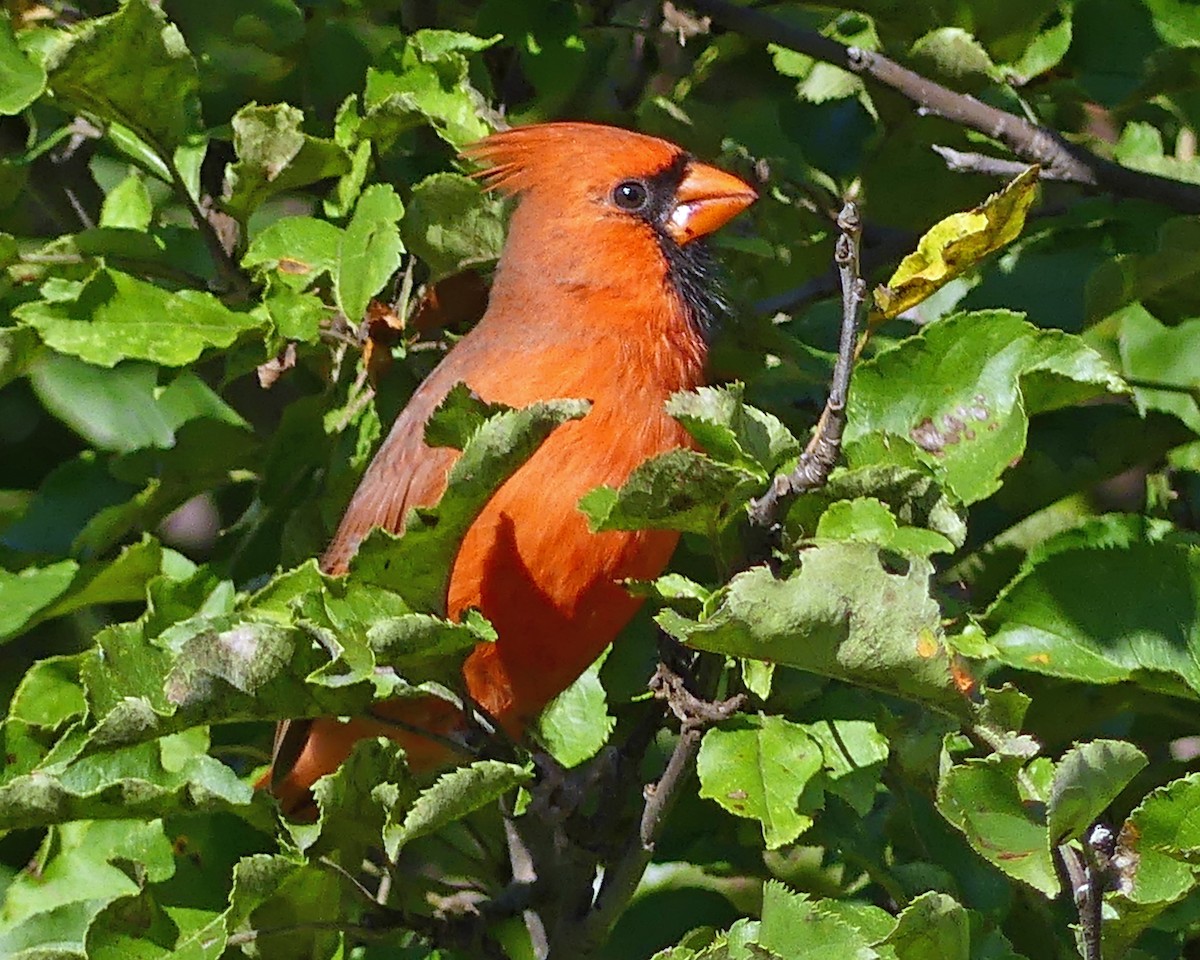 Northern Cardinal - Colleen C