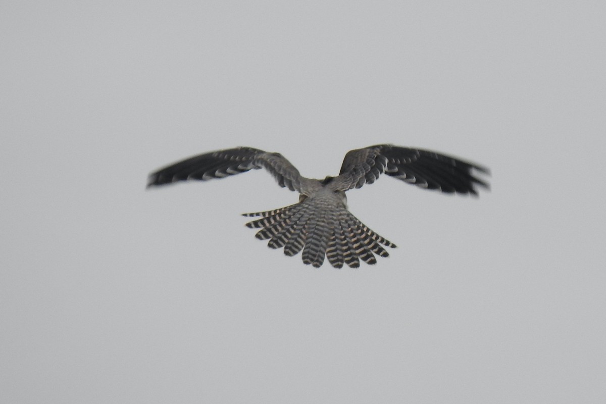 Red-footed Falcon - ML624226947