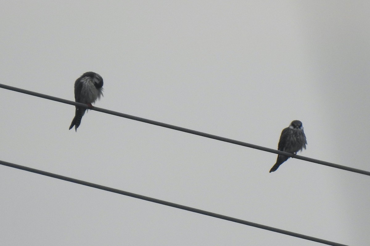 Red-footed Falcon - Luca Bonomelli