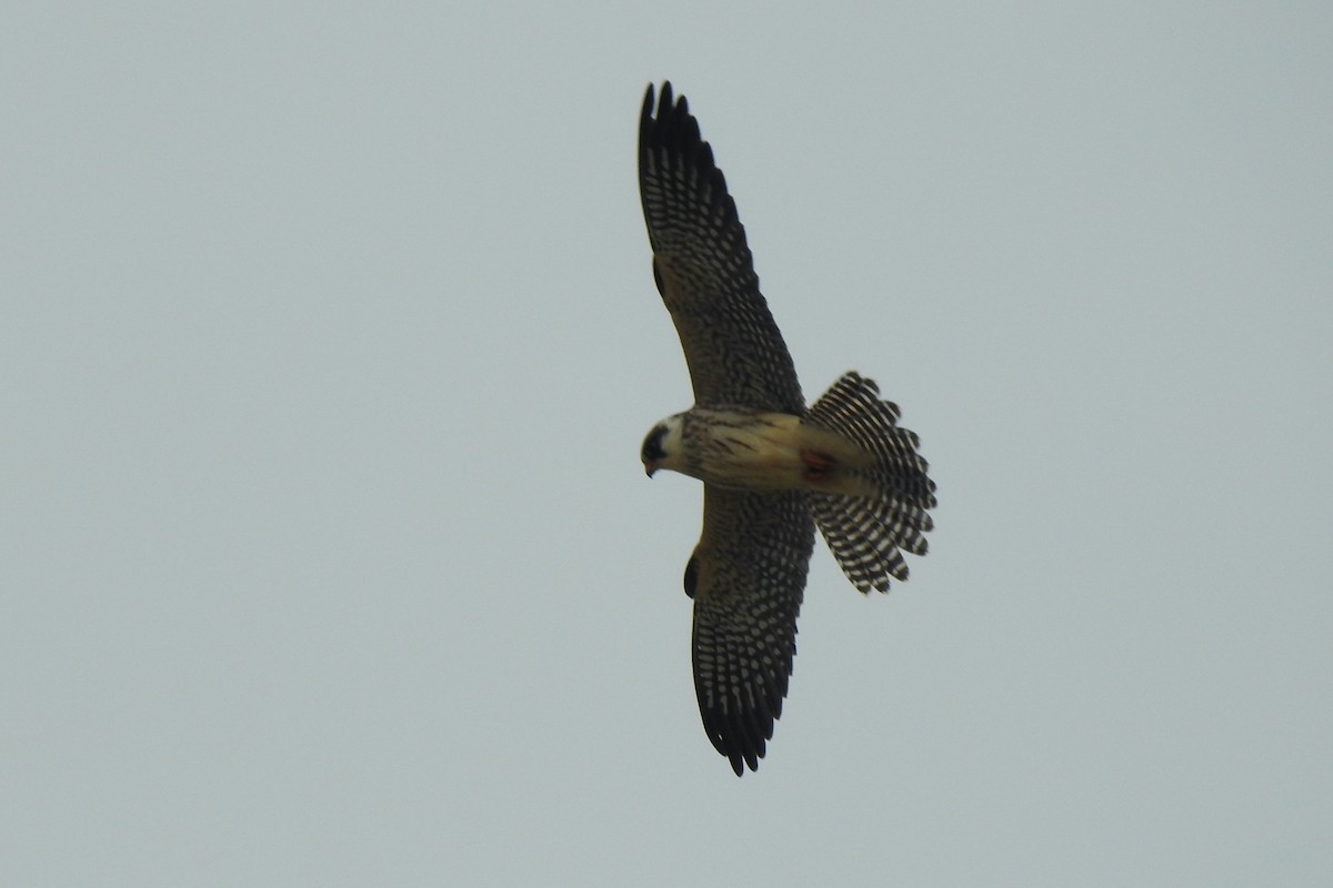 Red-footed Falcon - ML624226949