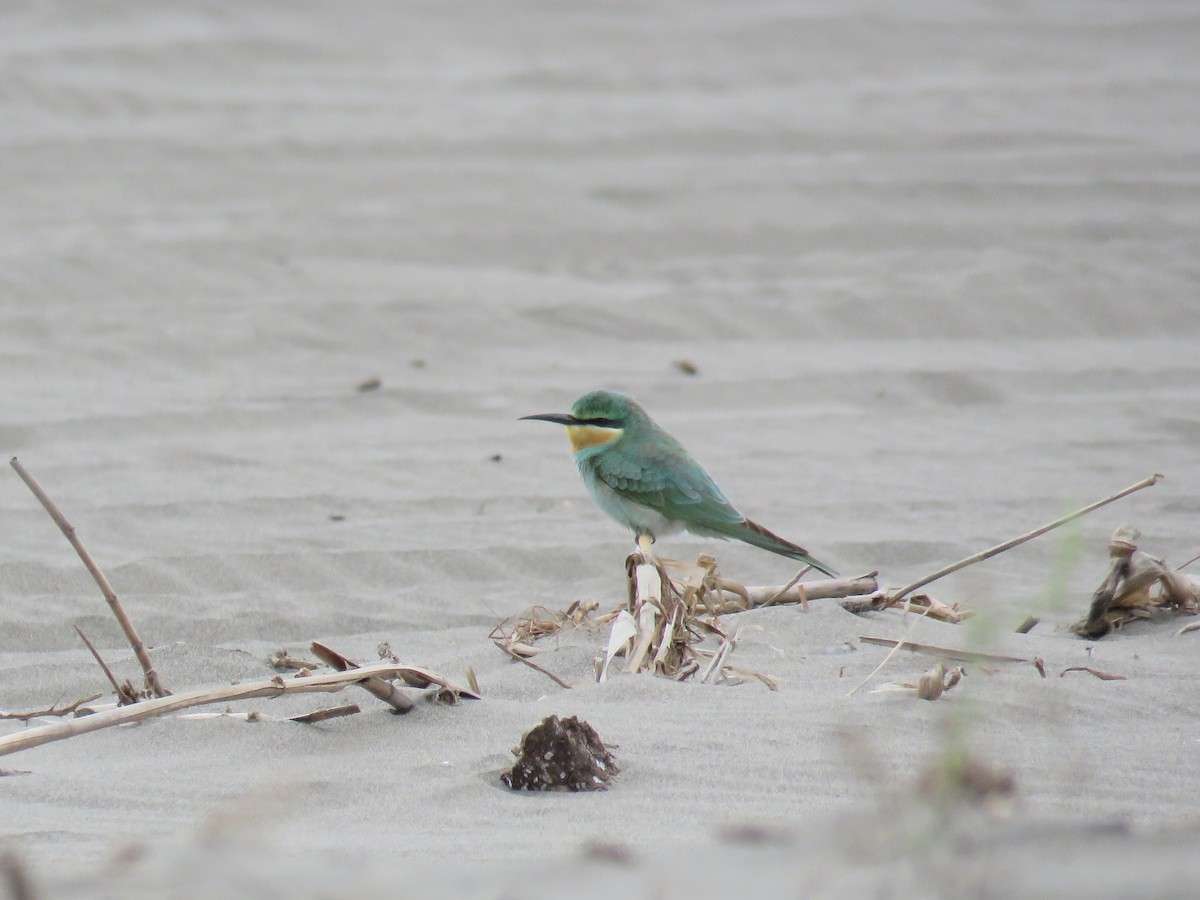 European Bee-eater - Shaheen Shalchi