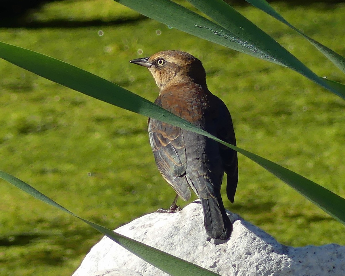 Rusty Blackbird - ML624226964