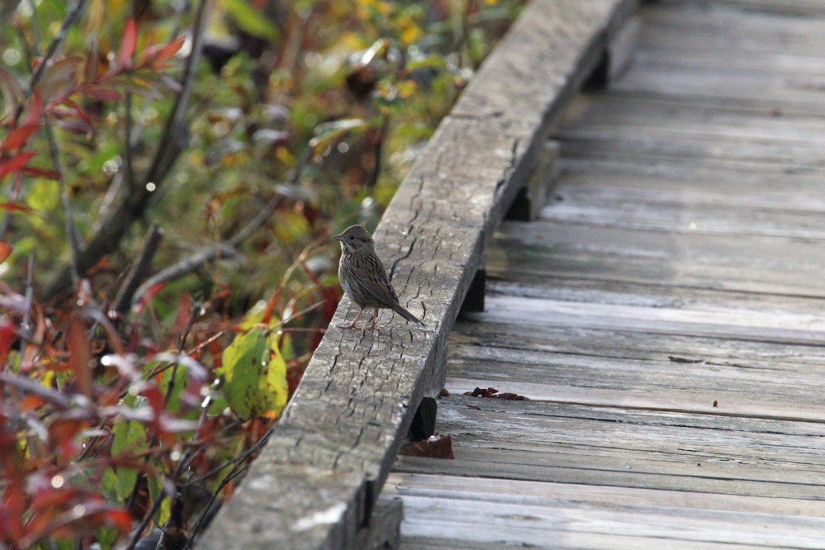 Lincoln's Sparrow - ML624226969