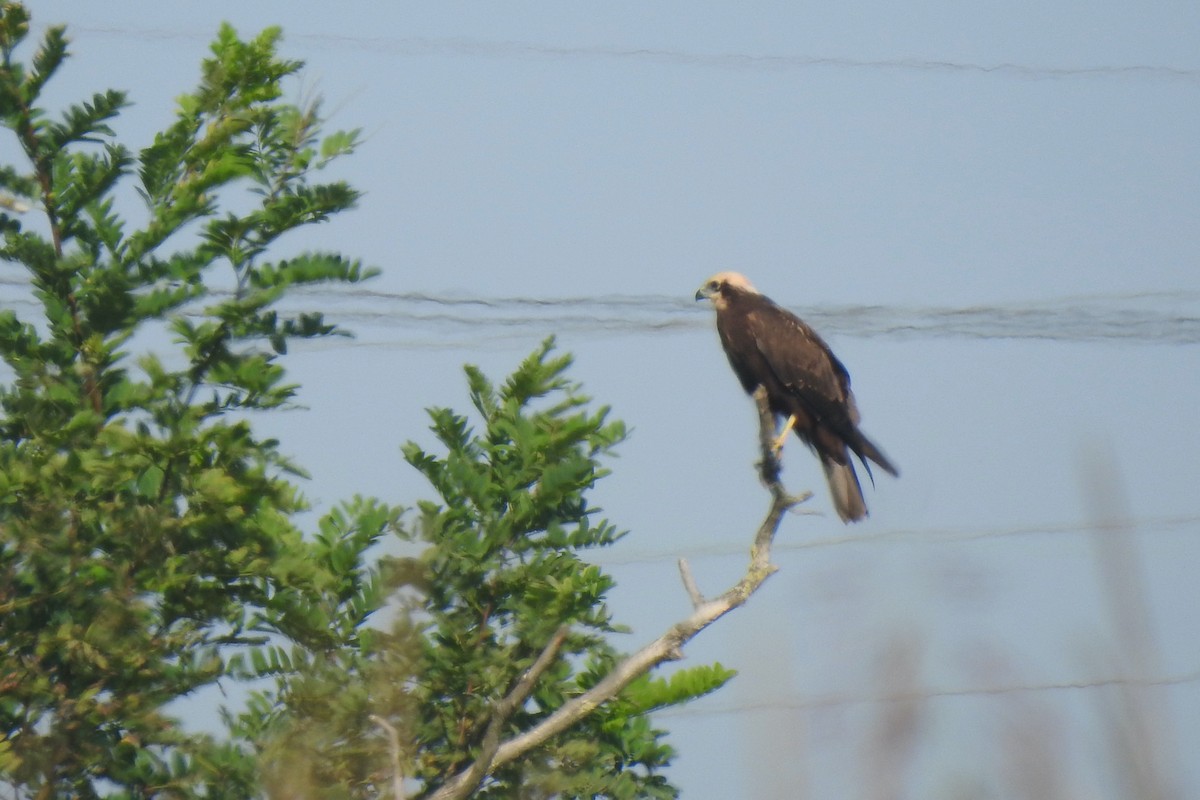 Western Marsh Harrier - ML624226970