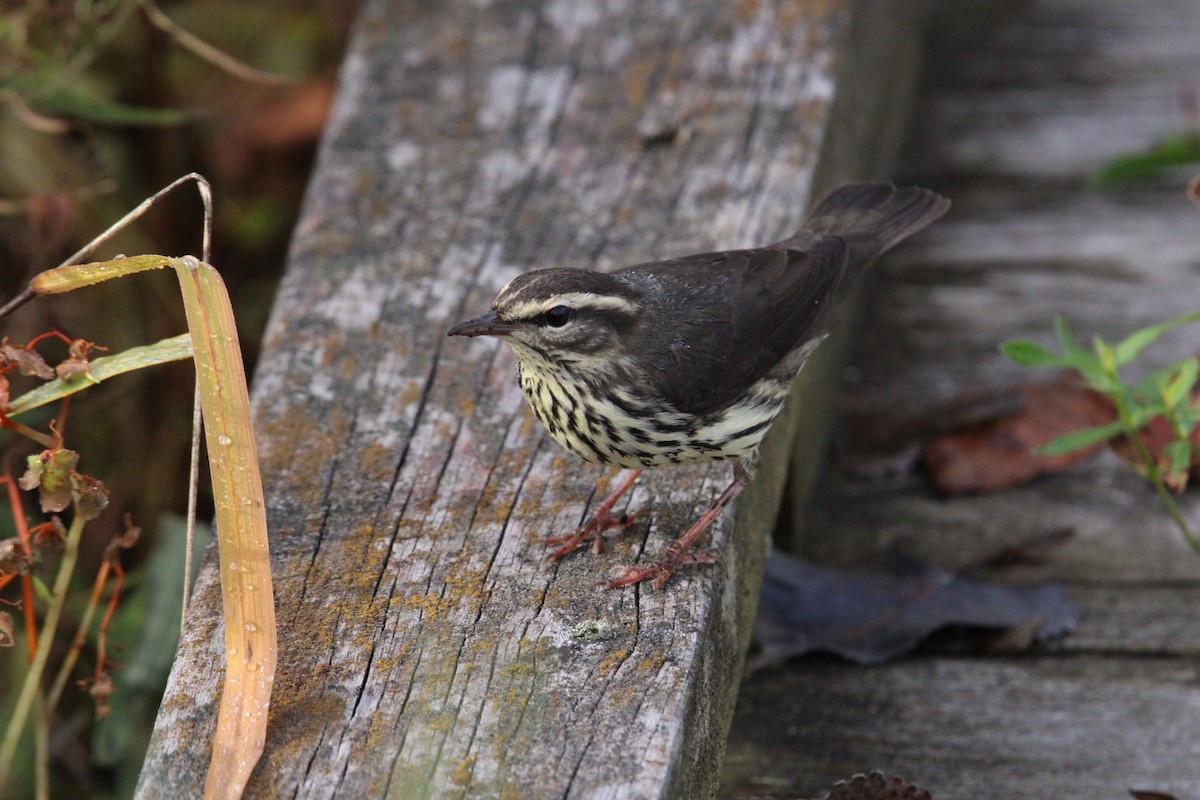 Northern Waterthrush - ML624226981