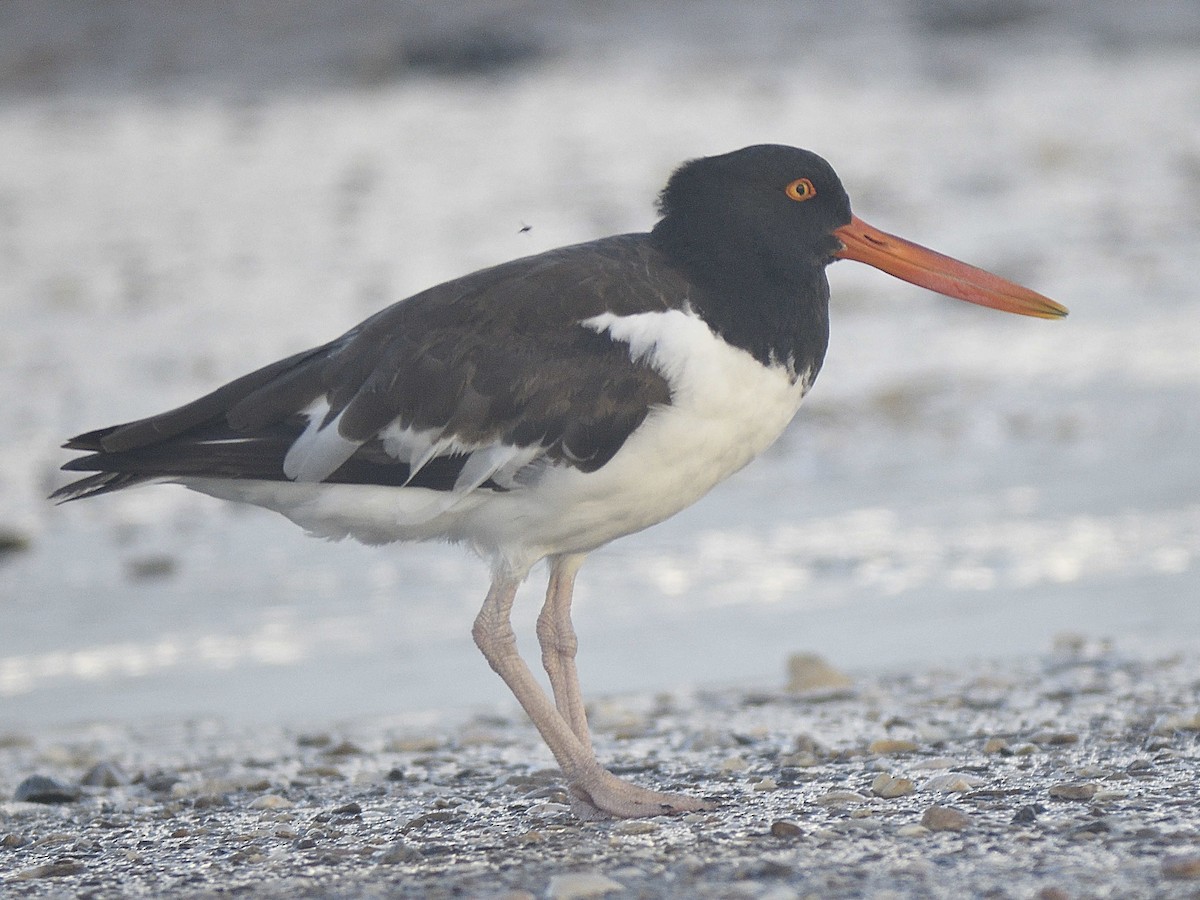 American Oystercatcher - ML624227013