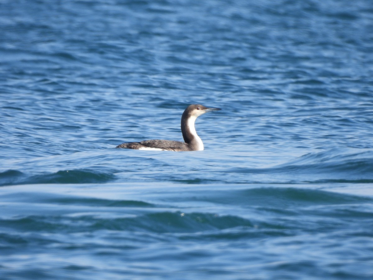 Arctic Loon - ML624227037