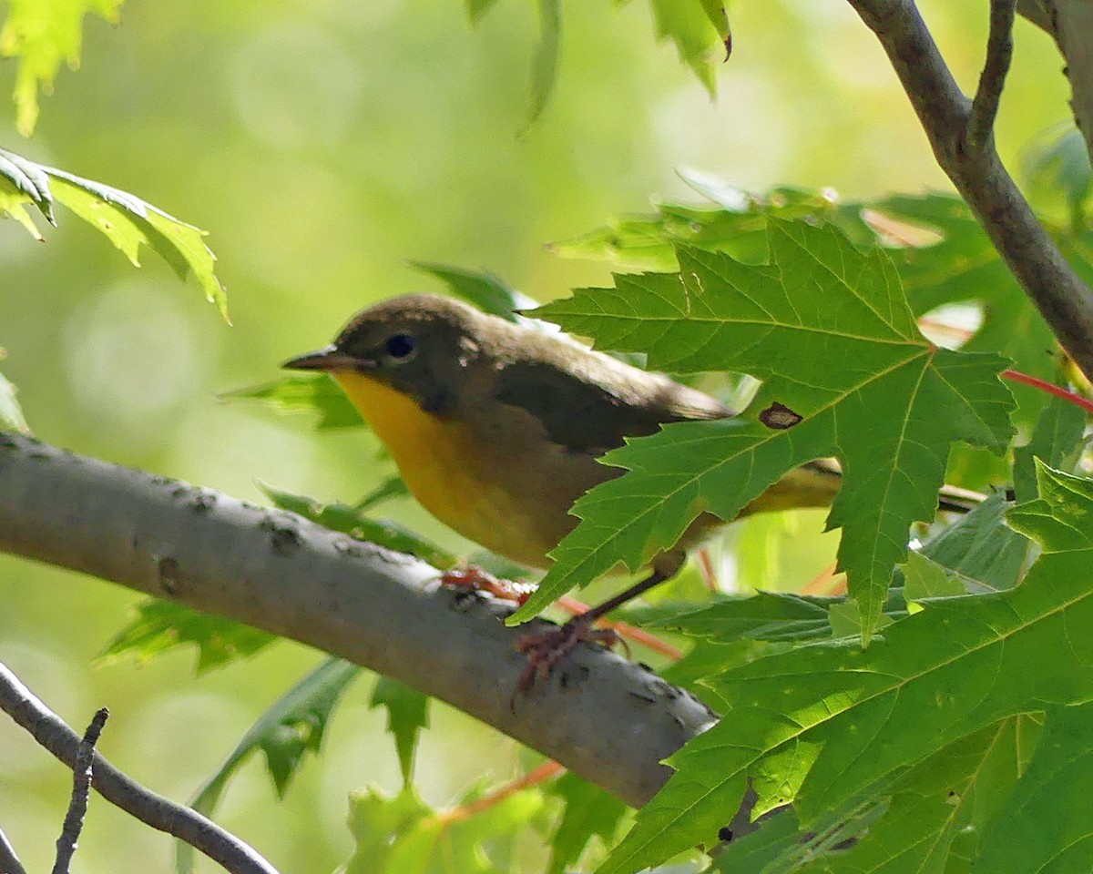 Common Yellowthroat - ML624227041