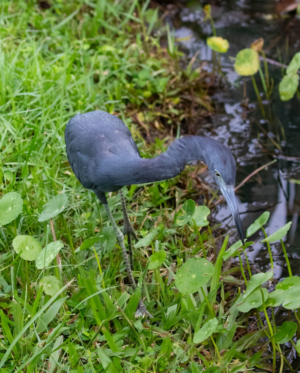 Little Blue Heron - ML624227042