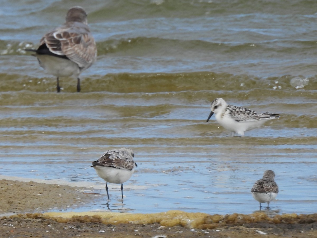 Least Sandpiper - ML624227059