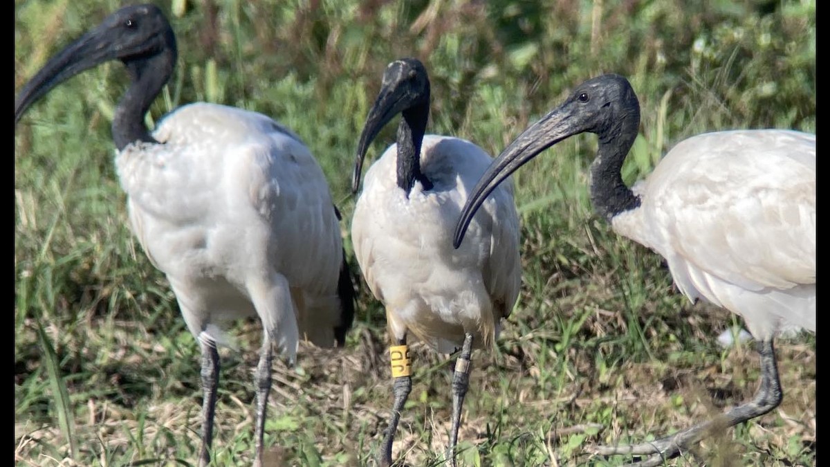 African Sacred Ibis - ML624227064