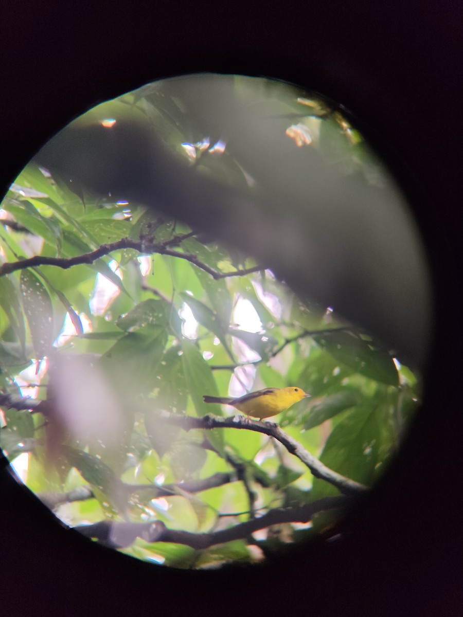 Wilson's Warbler - Pablo Ortiz Ochoa