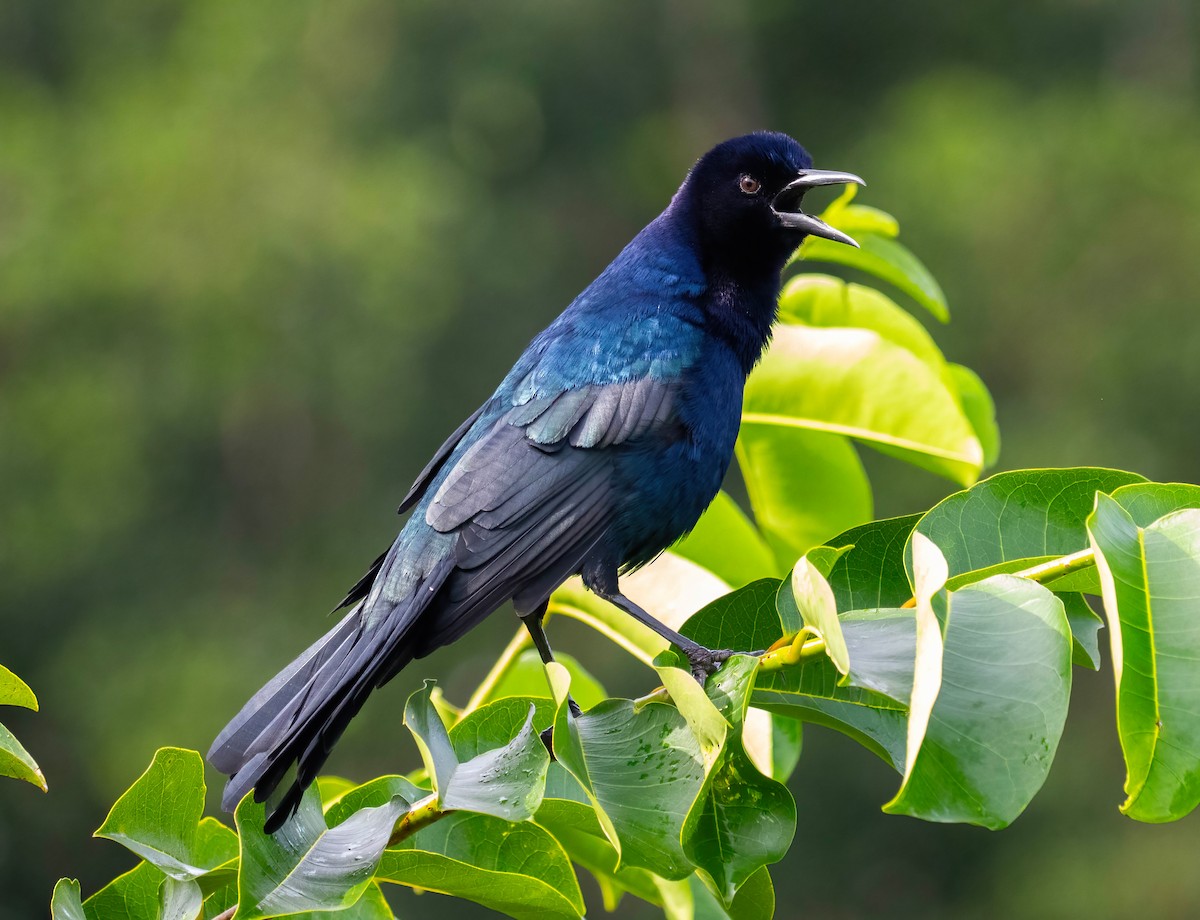 Boat-tailed Grackle - ML624227078