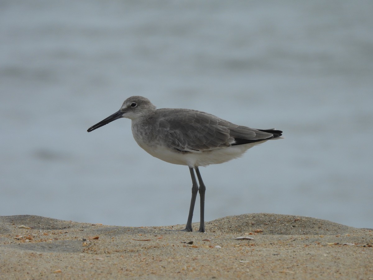 Willet - ML624227082