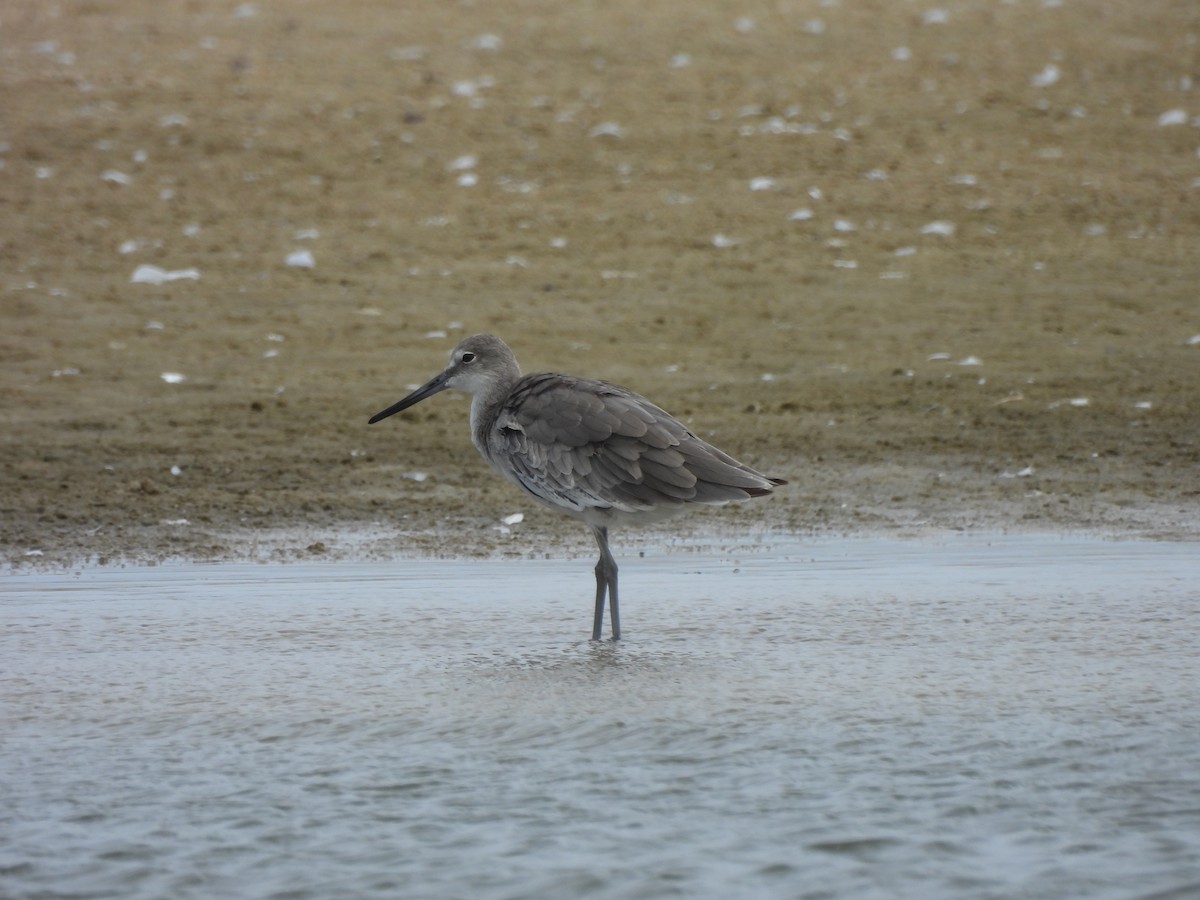 Willet - ML624227083