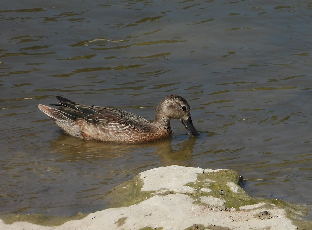 Blue-winged Teal - ML624227086