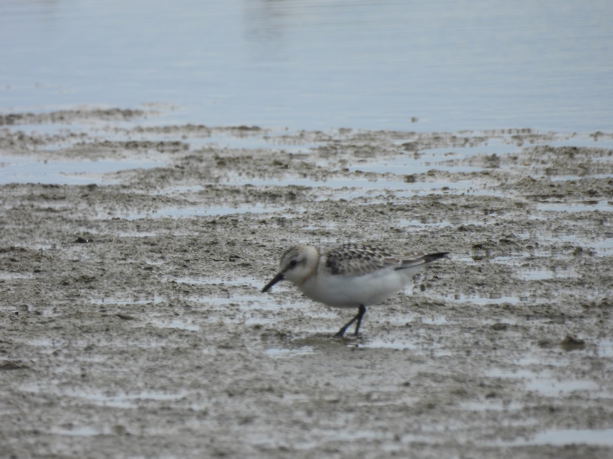 Sanderling - ML624227096