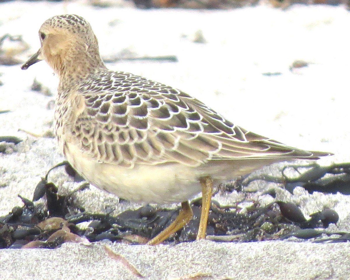 Buff-breasted Sandpiper - ML624227100