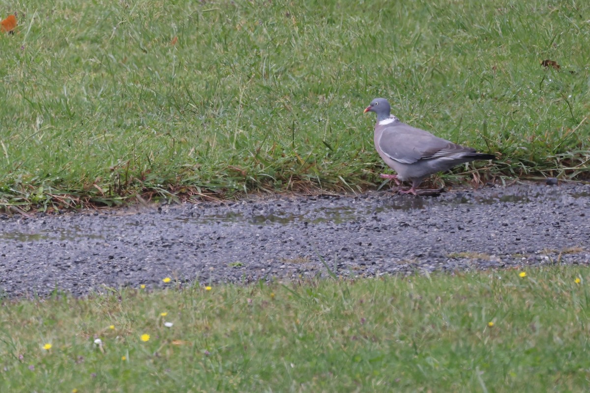 Common Wood-Pigeon - ML624227101