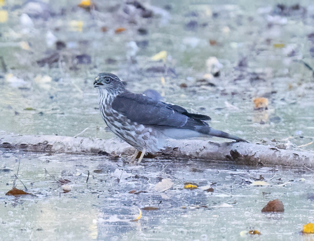 Sharp-shinned Hawk - ML624227102