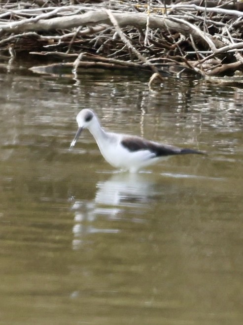 Black-winged Stilt - ML624227103