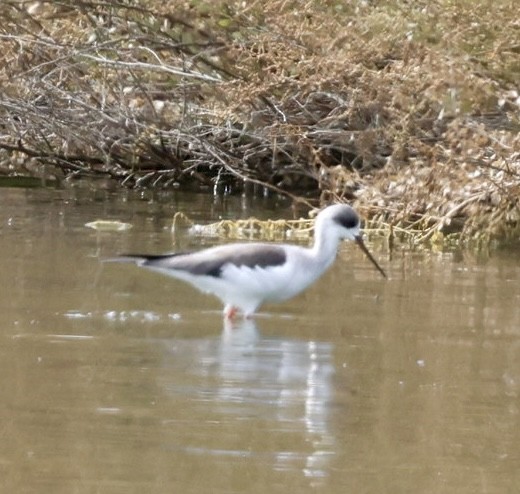 Black-winged Stilt - ML624227104