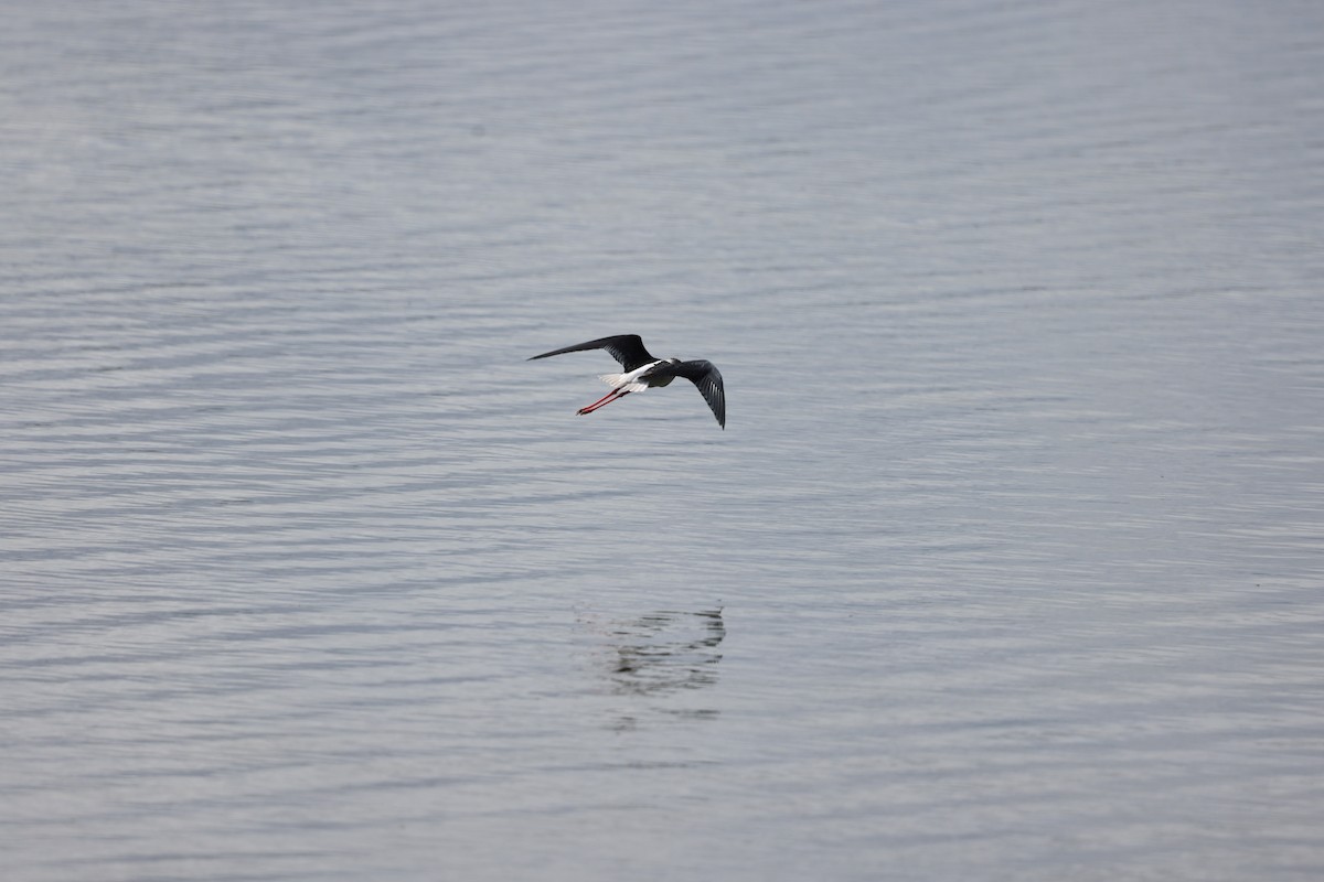 Black-winged Stilt - ML624227105