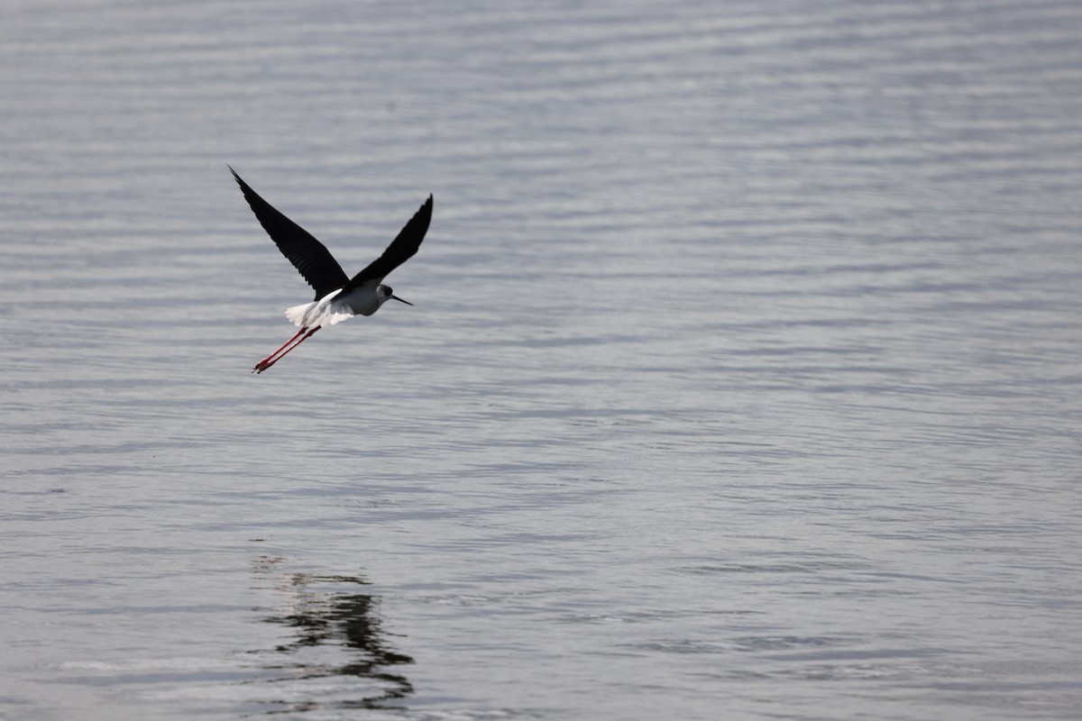 Black-winged Stilt - ML624227106