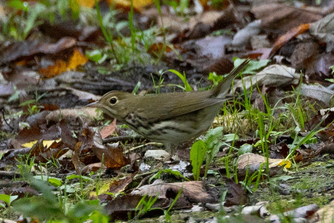 Ovenbird - ML624227107