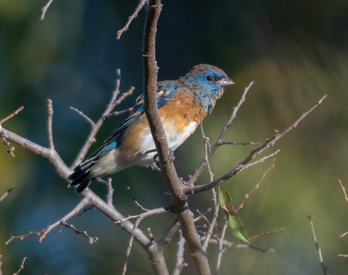 Lazuli Bunting - ML624227108