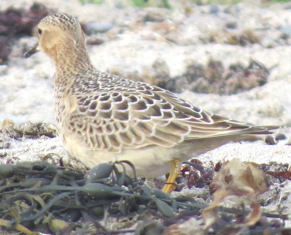 Buff-breasted Sandpiper - ML624227109