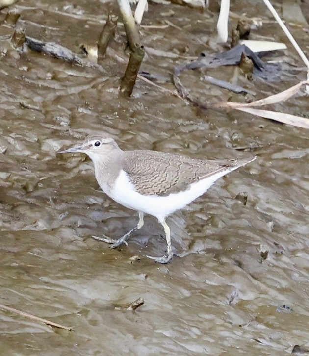 Common Sandpiper - ML624227110