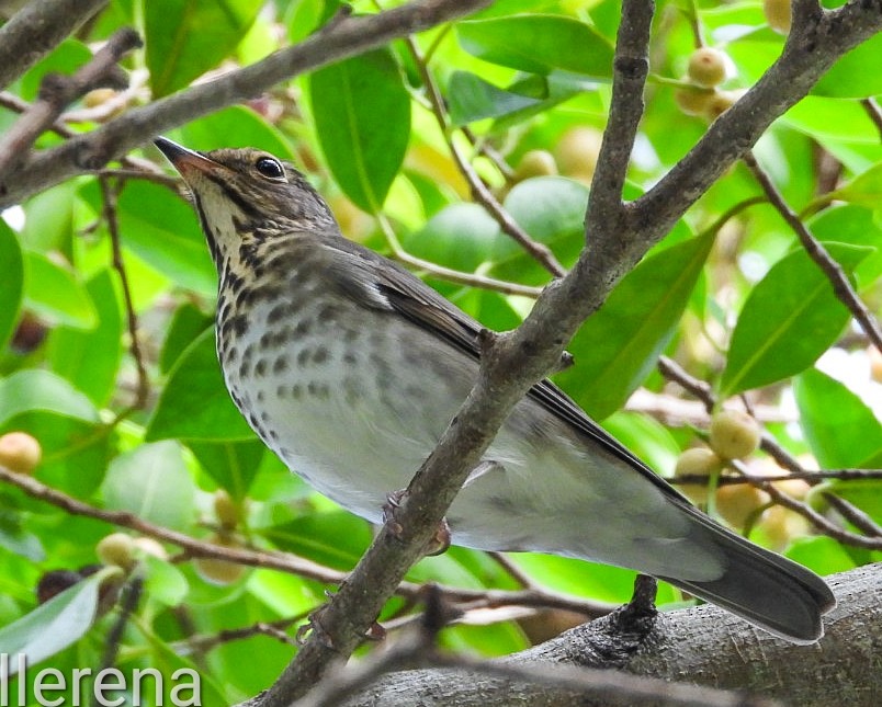 Swainson's Thrush - ML624227111