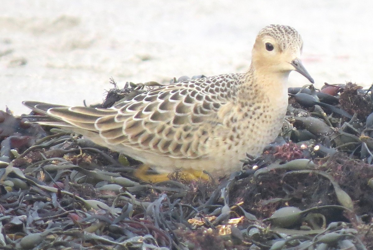 Buff-breasted Sandpiper - ML624227114