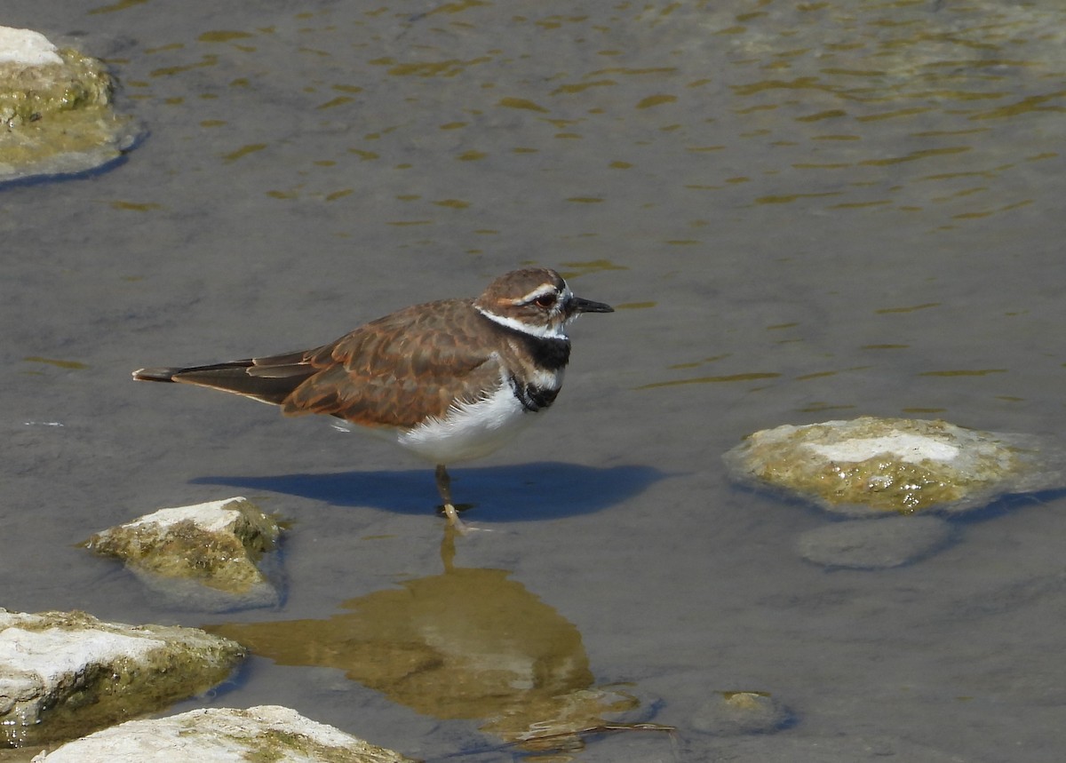 Killdeer - ML624227115