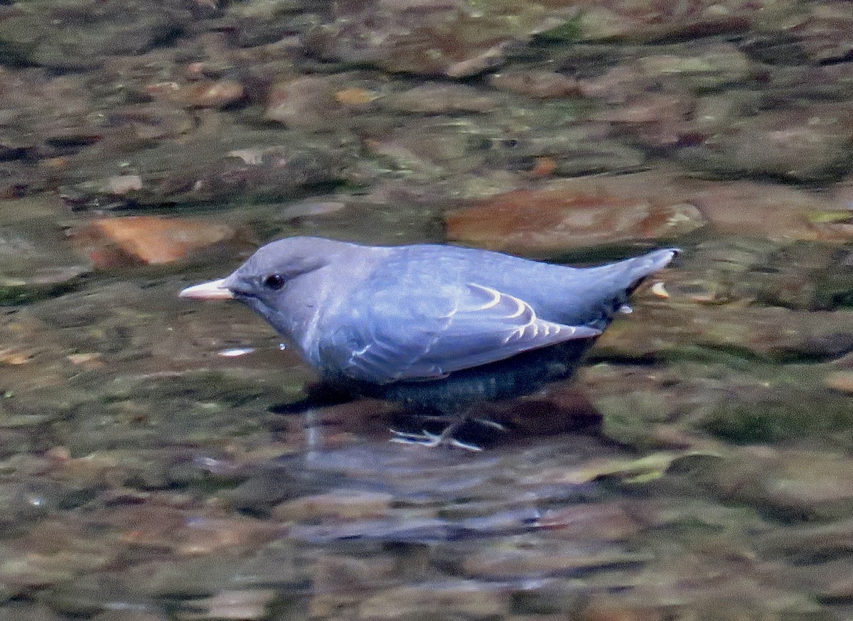 American Dipper - ML624227121