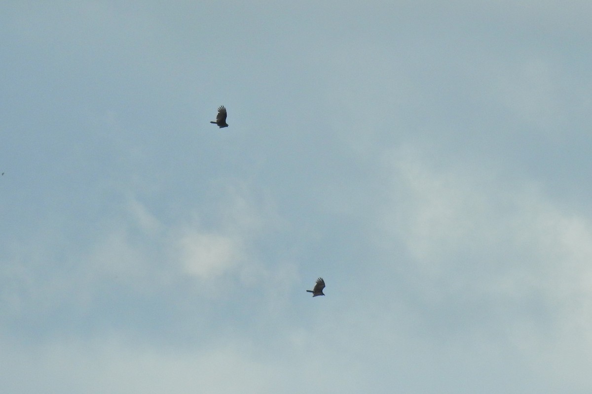 Turkey Vulture - ML624227122