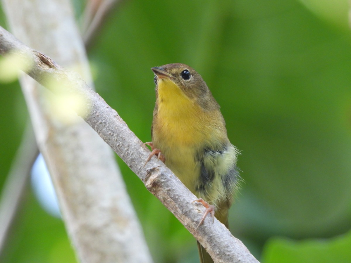 Common Yellowthroat - ML624227123