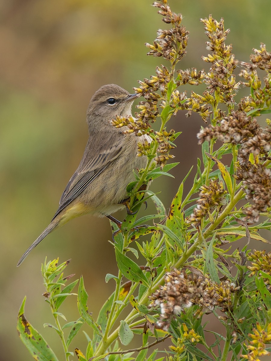 Palm Warbler - ML624227124