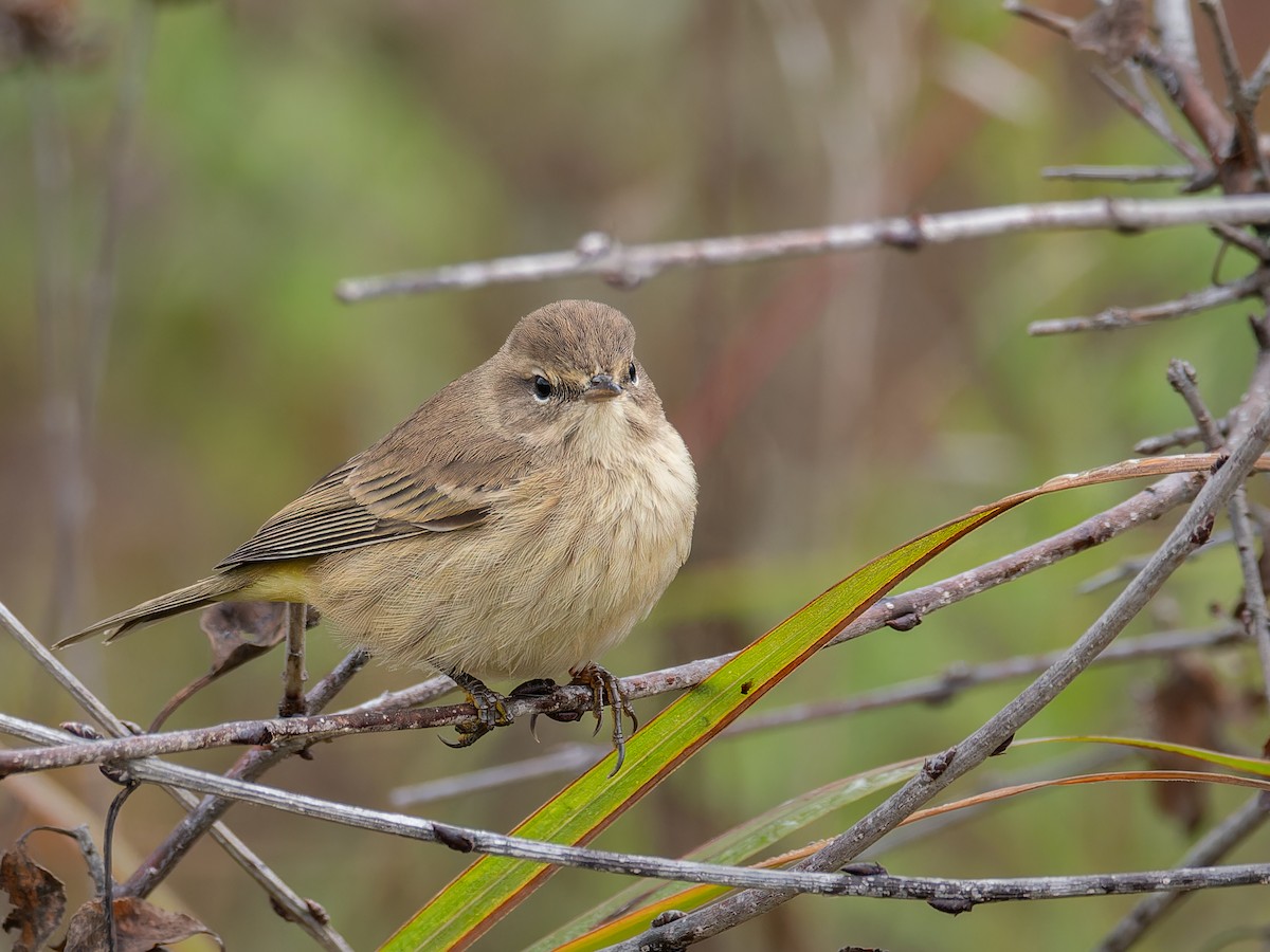 Palm Warbler - ML624227126