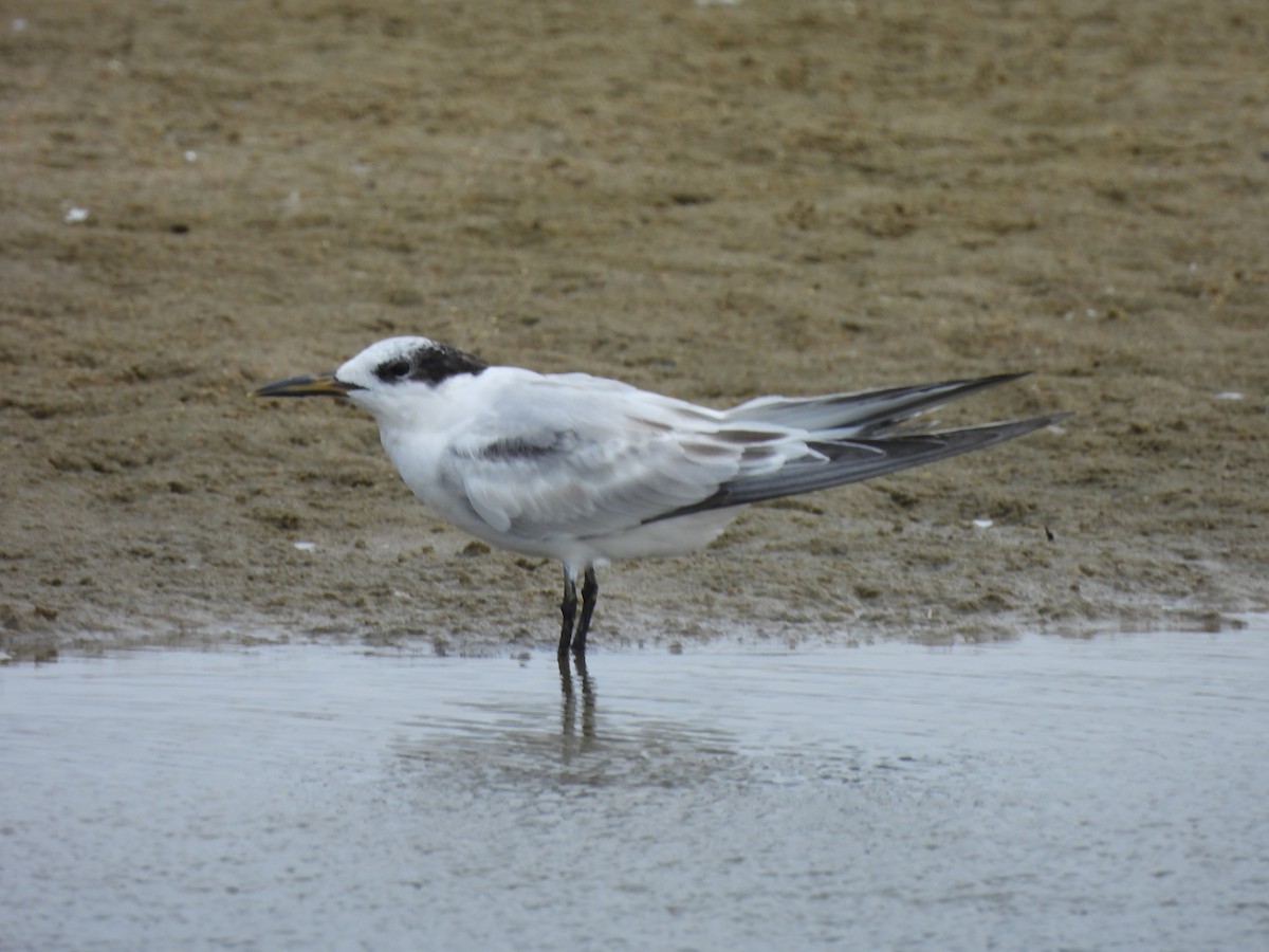 Sandwich Tern - ML624227129