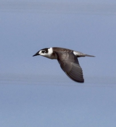 Black Tern - ML624227131